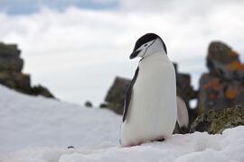 What Are 5 Interesting Facts About Penguins?