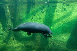 Facts About Manatees.