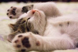 What Are 5 Interesting Facts About Cats?