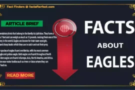 Facts About Eagles.